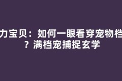 魔力宝贝：如何一眼看穿宠物档位？满档宠捕捉玄学