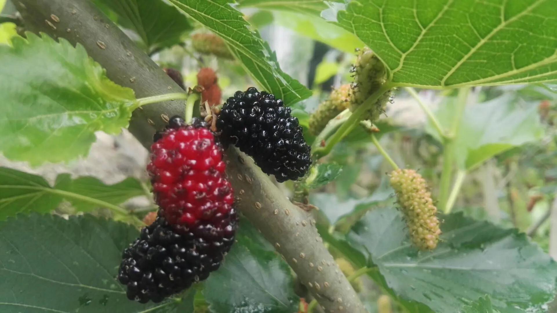 餐具上的细菌有多少?定期消毒很重要 餐具上的细菌有多少?定期消毒很重要